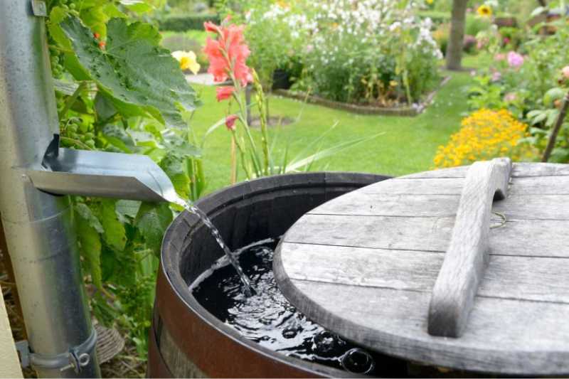 Rainwater Harvesting barrel used to capture rainwater.